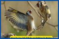 Are birds fighting or mating?