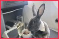 Bunny in a bow tie lives the high life flying business class with owner and being served nuts by stewardesses
