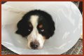 How Much Does It Cost to Neuter a Dog?