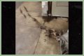 Rats Run Out From Under Homeless Person's Blanket on NYC Subway Platform